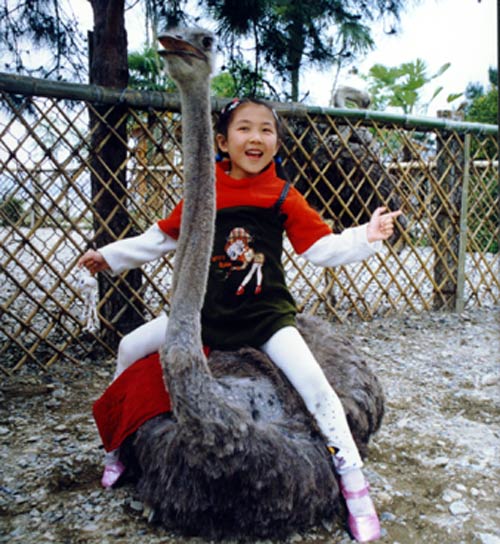 ǧ��������