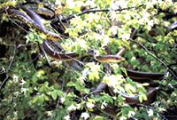 ǧ����������