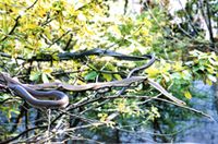 ǧ����������