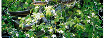 ǧ����������