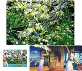 ǧ����������