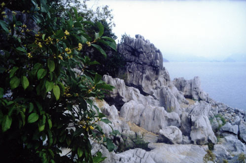 ǧ�����𻨵�