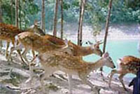 ǧ��������