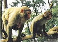 ǧ��������