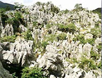 ǧ��������